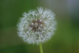 成熟的水果，蒲公英，普通的蒲公英