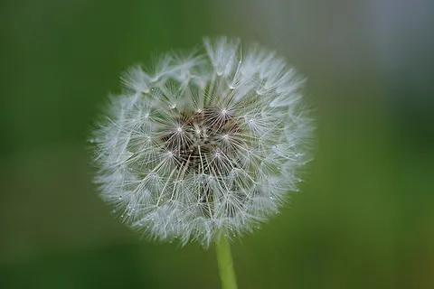 成熟的水果,蒲公英,普通的蒲公英 成熟的水果,蒲公英,普通的蒲公英