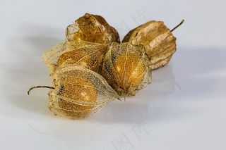 酸浆，膀胱樱桃，中国灯笼