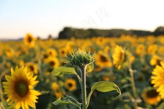 向日葵，普罗旺斯，光