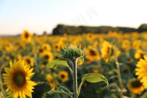 向日葵,普罗旺斯,光 向日葵,普罗旺斯,光