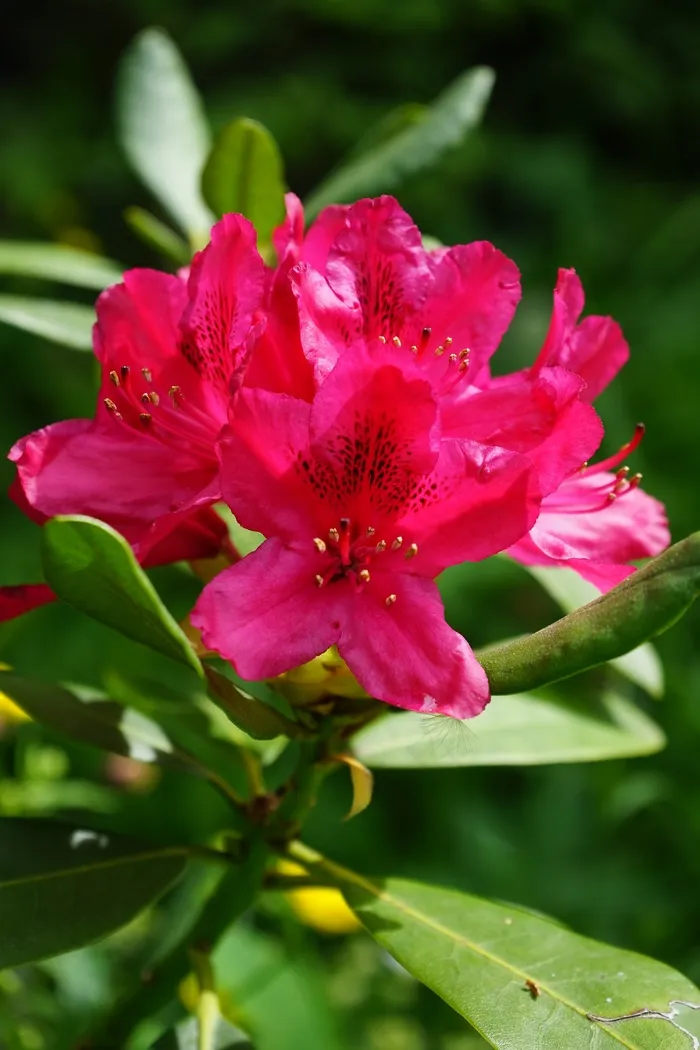 杜鹃花，鲜花，花序，红色