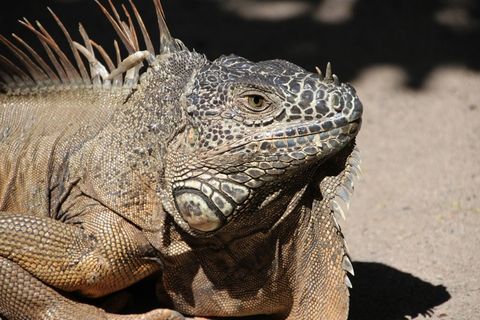 科莫多巨蜥,犀牛鬣蜥,飞蜥科,绿鬣蜥,工艺品,摩洛哥蜥蜴在沙滩上的观察镜头