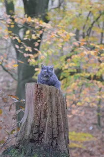 猫,树,年轻的猫,森林 猫,树,年轻的猫,森林