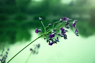 然后强迫开花，水生植物，观赏植物