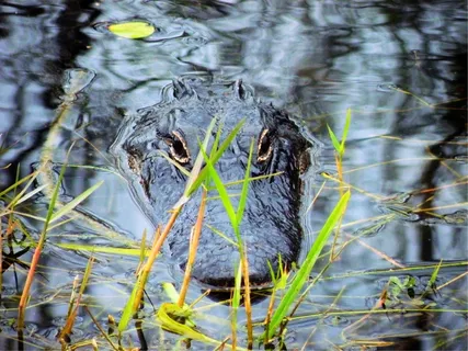 大沼泽地鳄鱼,鳄鱼,鳄鱼,沼泽 大沼泽地鳄鱼,鳄鱼,鳄鱼,沼泽