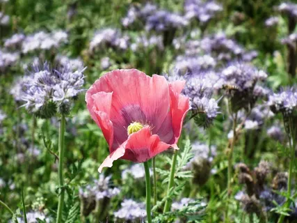 罂粟，粉红色，开花，盛开，Mohngewaechs，Phacelia