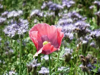 罂粟，粉红色，开花，盛开，Mohngewaechs，Phacelia