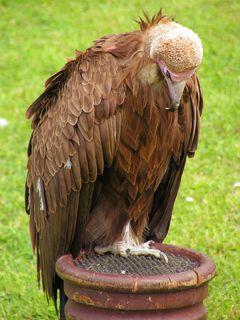 Sup卷尾猴，Sup，繁殖猛禽，清道夫，干净