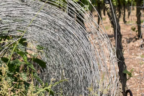 丝网，篱笆，金属，极限，角色，葡萄酒，葡萄种植