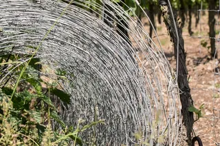 丝网，篱笆，金属，极限，角色，葡萄酒，葡萄种植