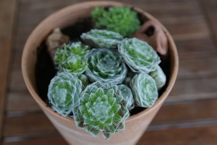 仙人掌，绿色，植物