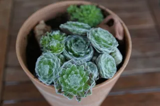 仙人掌，绿色，植物