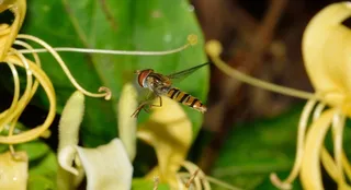 双翅目，上s，Balteatus，飞行