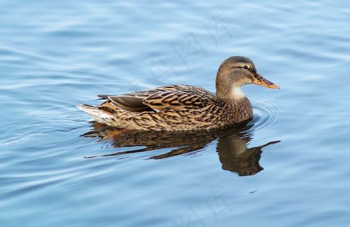 绿头鸭，鸭，水，动物，水禽，游泳，​​女性