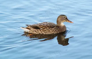 绿头鸭，鸭，水，动物，水禽，游泳，​​女性