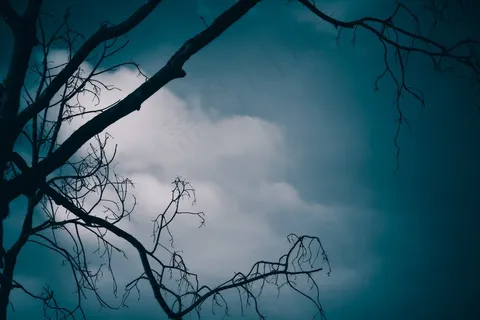风景,黑暗,树,森林,夜,神秘,幻想 风景,黑暗,树,森林,夜,神秘,幻想