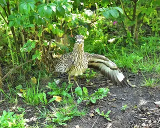 鸟飞，骄傲，恩斯特，注意，蛋，品种，性质，母鸡