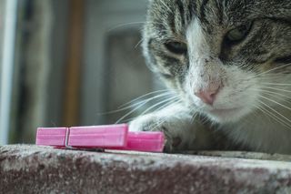 猫，嬉戏，可爱，雪，小猫，可爱，迷人