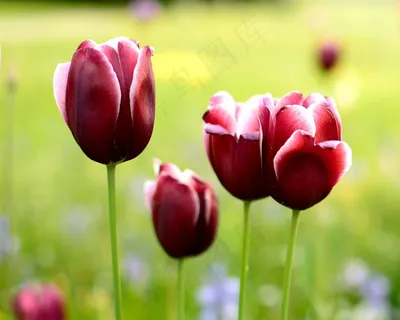 郁金香,开花,花,春天,植物,红色,粉红色 郁金香,开花,花,春天,植物,红色,粉红色