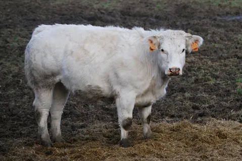 牛，动物，自然，农场，牧场