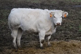 牛，动物，自然，农场，牧场