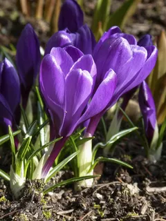 粉红色,番红花,花,粉红色的花,性质,春天 粉红色,番红花,花,粉红色的花,性质,春天