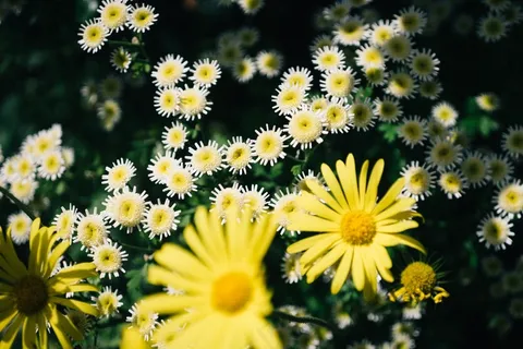 植物,花卉,菊花,延命菊,工笔画,夏天花 植物,花卉,菊花,延命菊,工笔画,夏天花