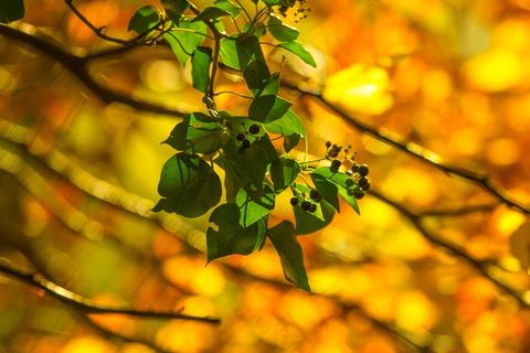 树，叶子，自然，浆果