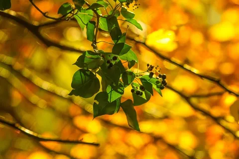 树，叶子，自然，浆果