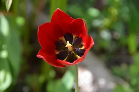 花，开花，厂，关闭，红色，花园