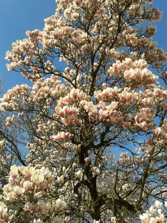 玉兰,花,秋季,鲜花 玉兰,花,秋季,鲜花