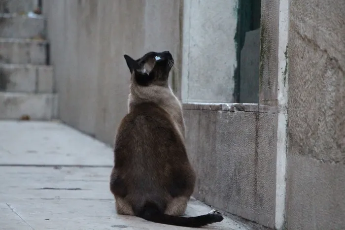 猫，等待，家猫