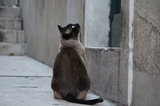 猫，等待，家猫