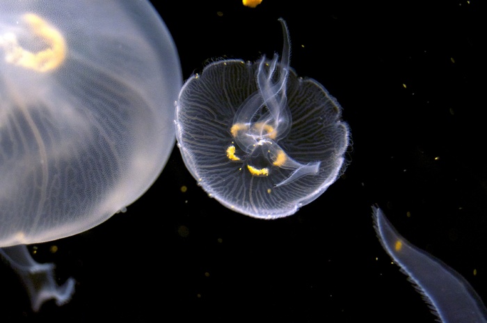 水母，水族馆，水下，和平，海洋生物