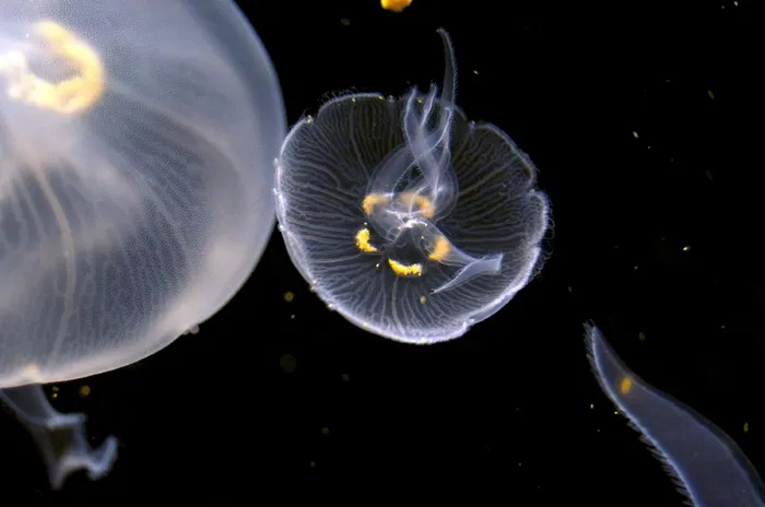 水母，水族馆，水下，和平，海洋生物