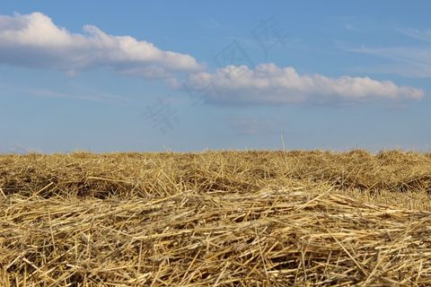 田间，收获，稻草