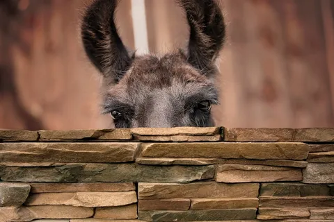 喇嘛，喇嘛头，骆驼，眼睛，耳朵，注意，棕色