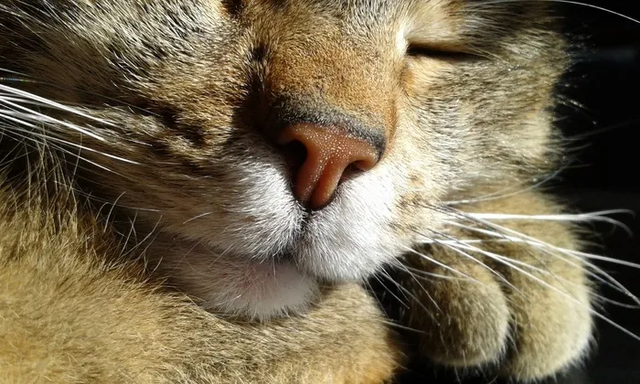 猫，鼻子，特写，睡眠，猫，宠物，猫脸，动物