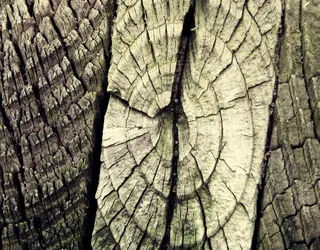 木材，年轮，树，像，日志，粮食，结构