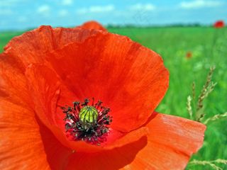 罂粟，草地，花，开花，夏天，多彩