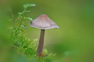 蘑菇，森林，秋季，性质，植物，苔，绿色