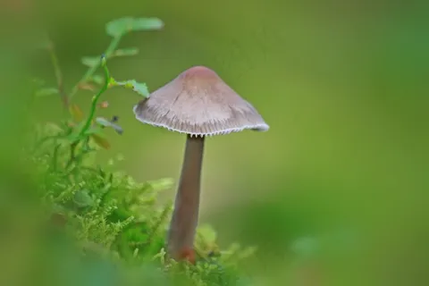 蘑菇,森林,秋季,性质,植物,苔,绿色 蘑菇,森林,秋季,性质,植物,苔,绿色