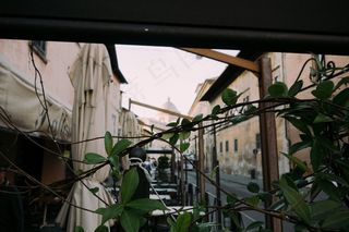 盆栽植物,天台花园,窗,自然公园,建筑,绿叶和街边咖啡馆的景色