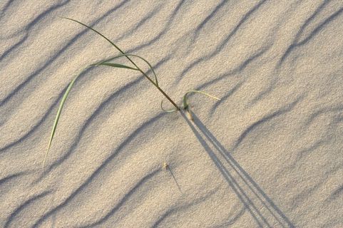 海滩，波罗的海，海，植物，草