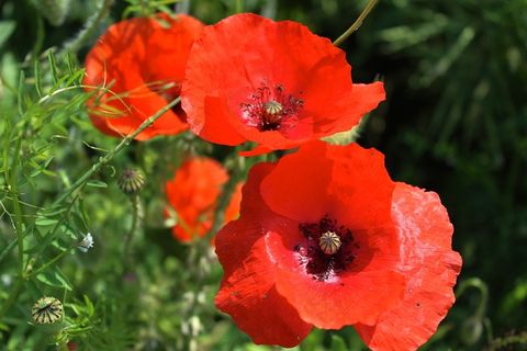 矢车菊，红色的花朵，指出花，开花