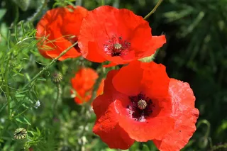矢车菊，红色的花朵，指出花，开花