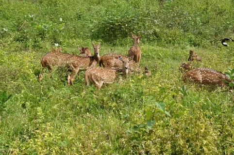 鹿,牛群,发现,野生,野生动物,雄鹿,松散 鹿,牛群,发现,野生,野生动物,雄鹿,松散