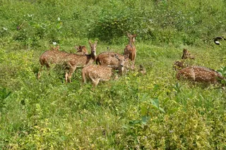 鹿，牛群，发现，野生，野生动物，雄鹿，松散