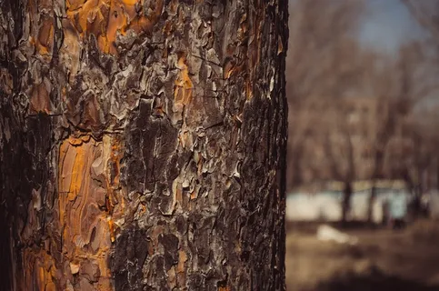 树，性质，树木，树皮，一棵树的树皮，天空，草